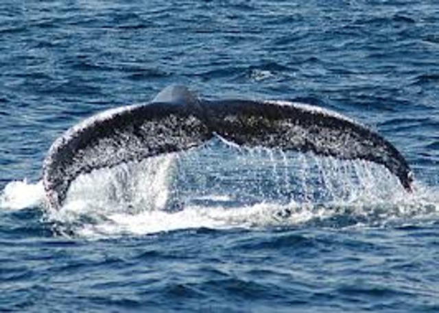 Whale watching with Captain Dave