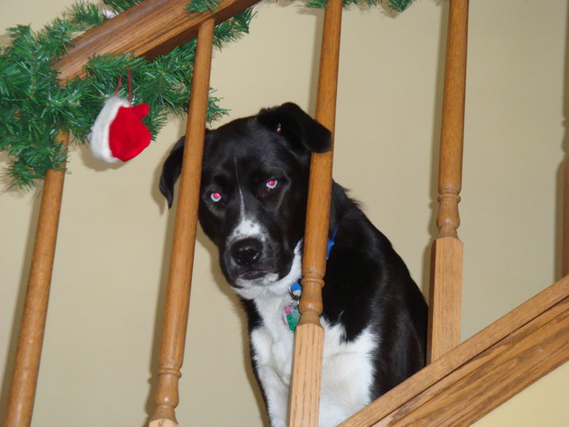 Mi familia compró un perro