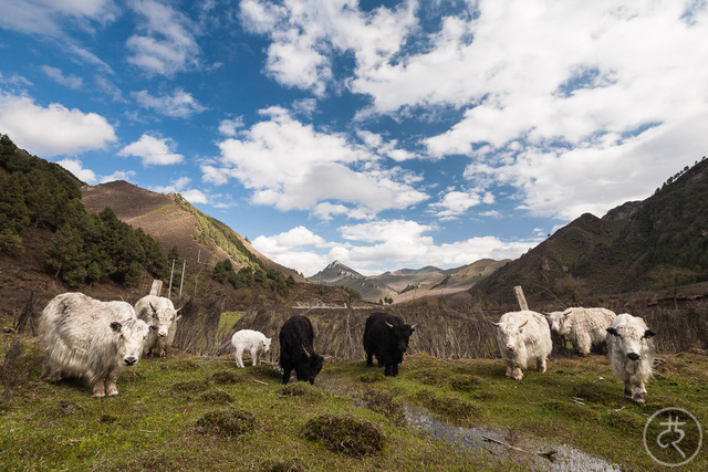 Yaks in a Tibetan highland