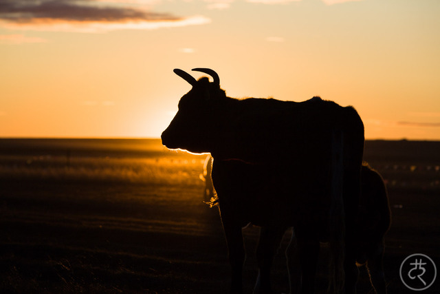 visiting Inner Mongolia