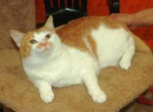 conseguí mi gato Oscar