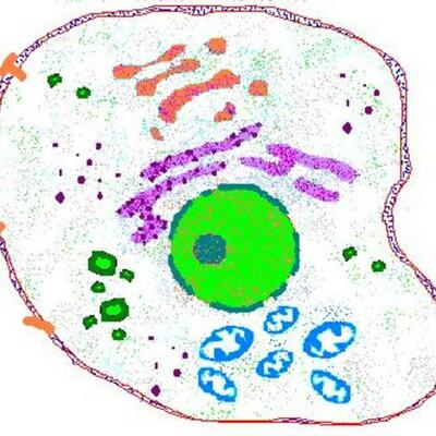 Timeline: Brian's Cell Theory Timeline Project