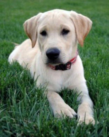 Nuestra familia comprábamos nuestro primer perro