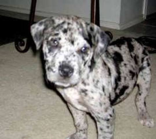 day i got my new puppy