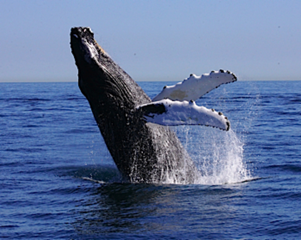 Whale watching in Massechusets