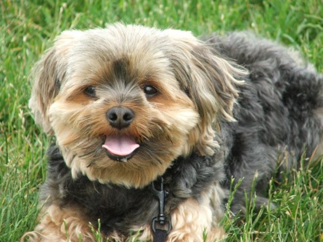 Conseguí mi primer perro