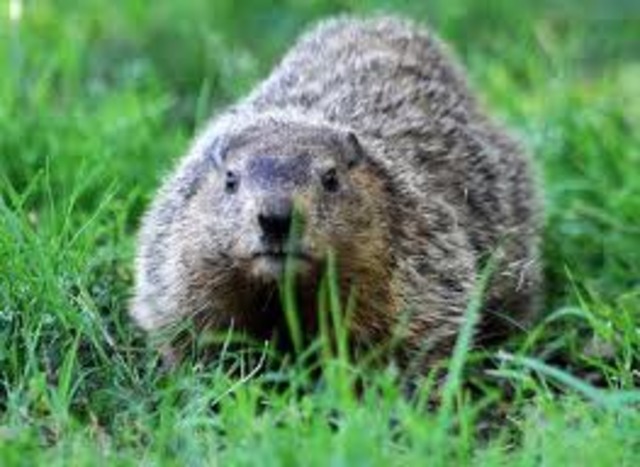 Published First Book