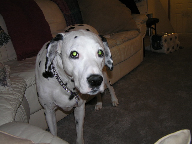 Mi familia conseguía un perro.