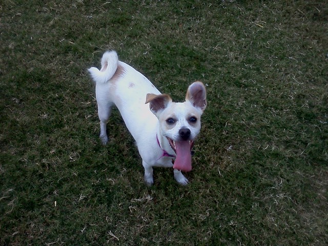 Get our 2nd dog Kyra!