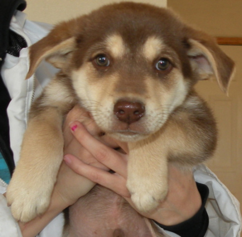 Mi familia compramos su perro, Checkers