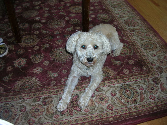 conseguí mi primer perro