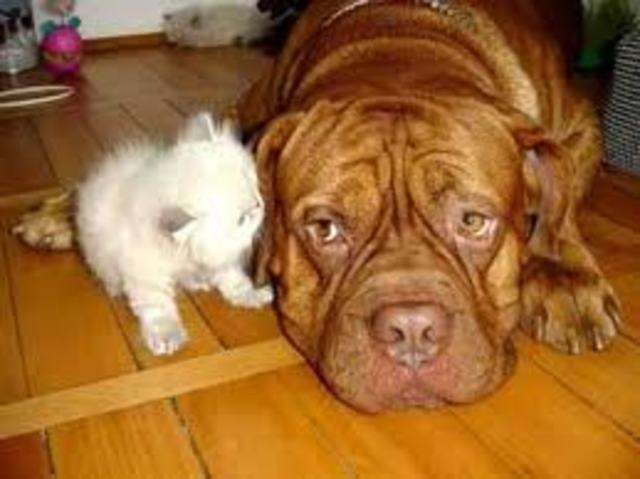 Owned first dog and small cat .