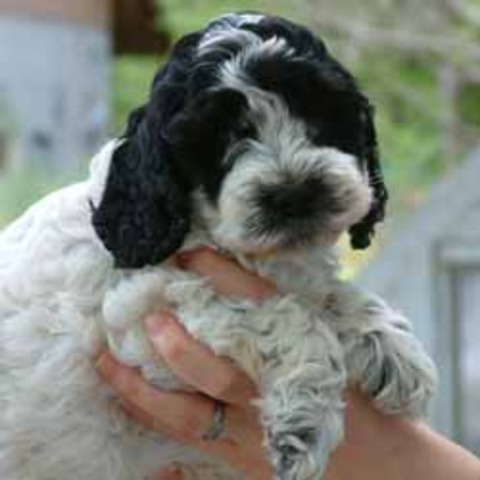 Adopted my dog, Angie