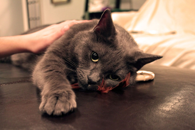 When I Got My First Cat