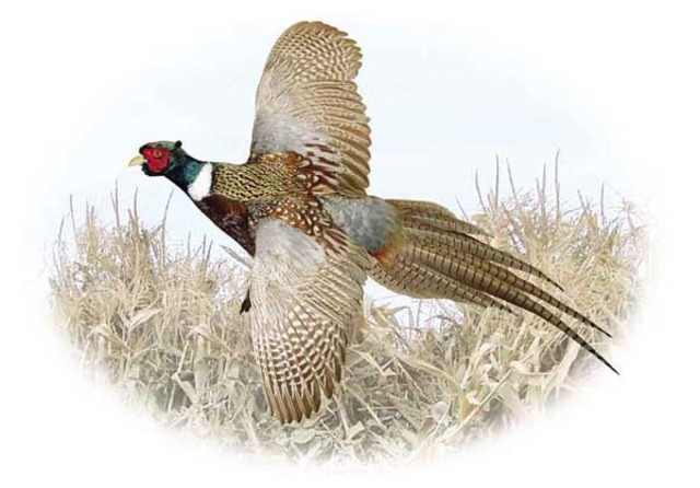 First Phesant Hunting Trip