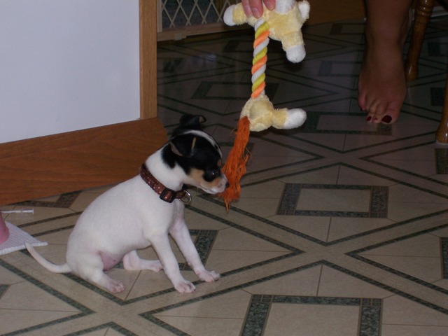 Khloe learning to play tug of war.