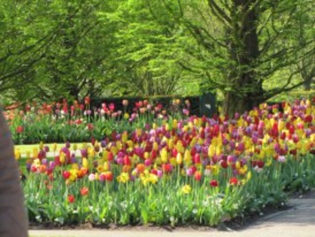 Went to Holand, Visited Keukenhof