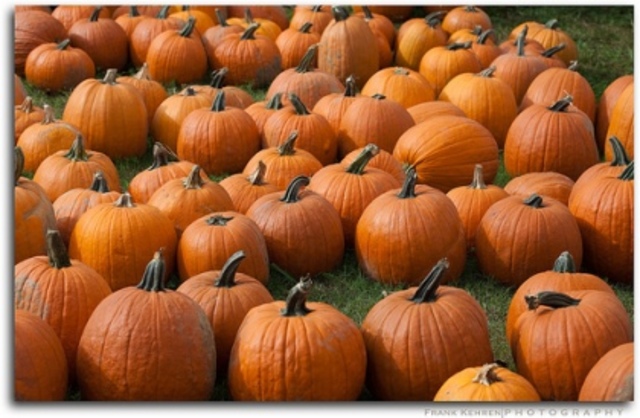 Field Trip to Pumpkin Patch