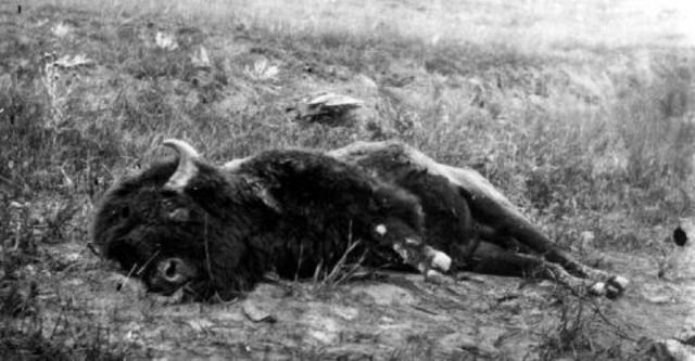 Decline of Buffalo