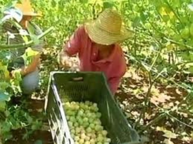 PROCESO DE RECOLECCION DEL FRUTO