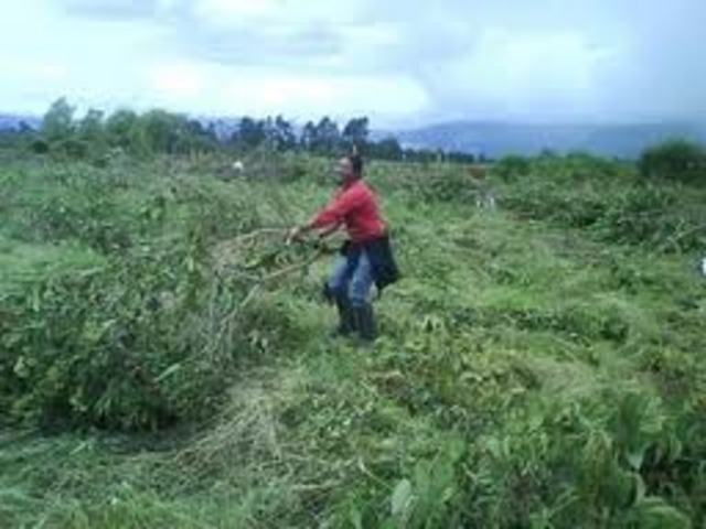 SIEMBRA DE LA UCHUVA