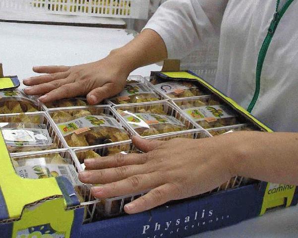 EMPAQUE DE LA UCHUVA