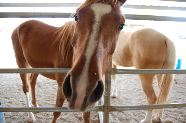 Won my first horse in a contest
