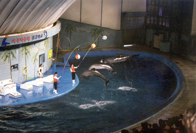 I had watched the dolphin show.