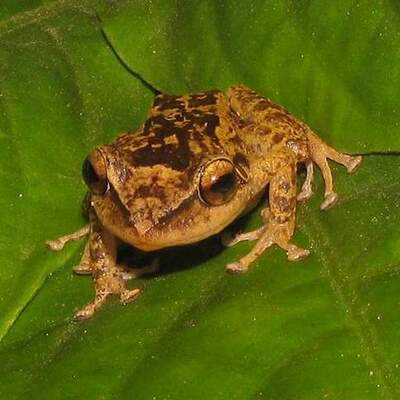 Timeline: Puerto Rico's Language Policy