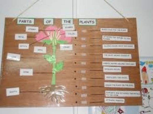 Longer Bilingual Education program.