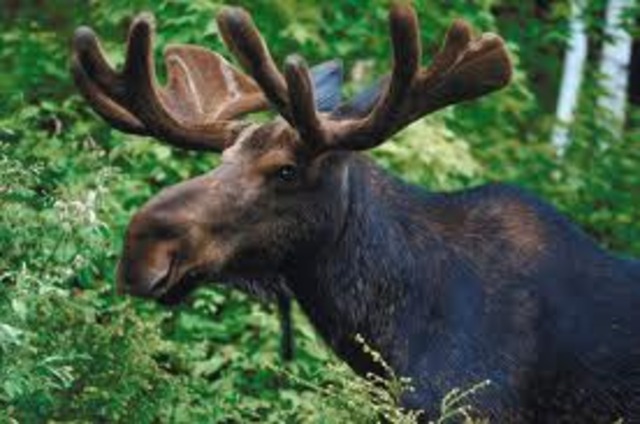 The moose