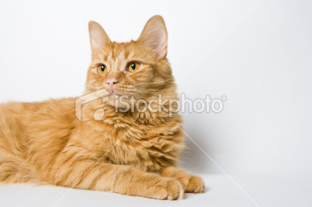 My Sister Got Her First Cat.