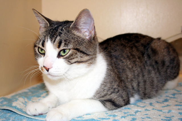 When I got my second cat