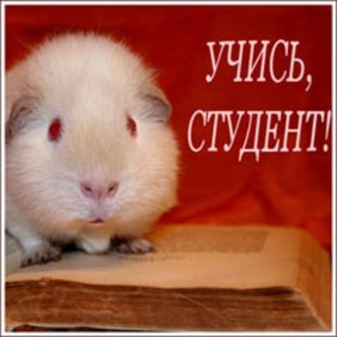 Міжнародний день студента