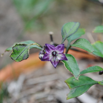 Timeline: La Vida de Cynthia