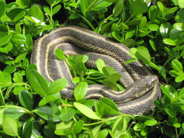 My "pet" Snake, Barney