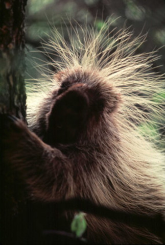 The Porcupine Attack