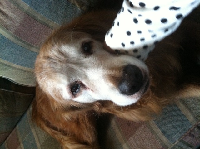 Hace 13 años y 3 meses que tengo un perro, se llama Penny.