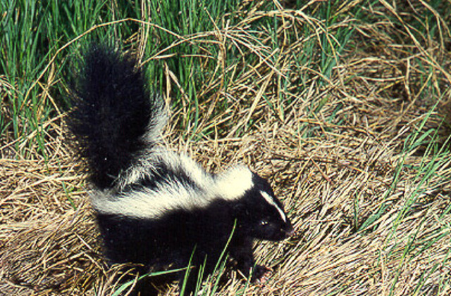 The Skunk Attack