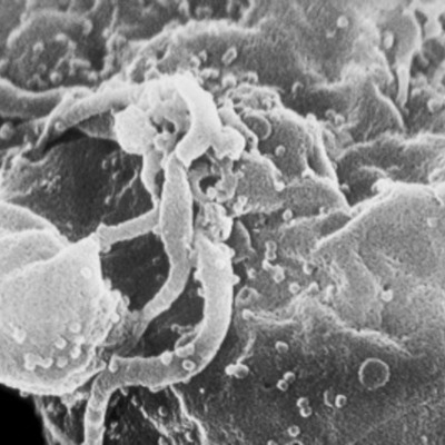 Timeline: Acontecimientos de la célula.