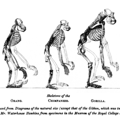 Timeline: Evolution of Evolutionary Thought by Mr. Taylor