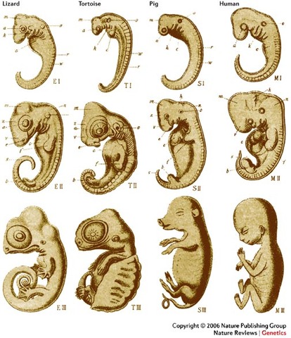 E.D. Cope studied embryology and hypothesized differences in species to arise from changes in development