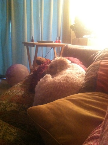 Mi perro Coco dormir en el sofá