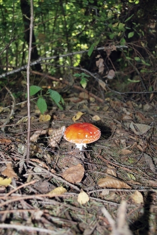 Прогулянка лісом