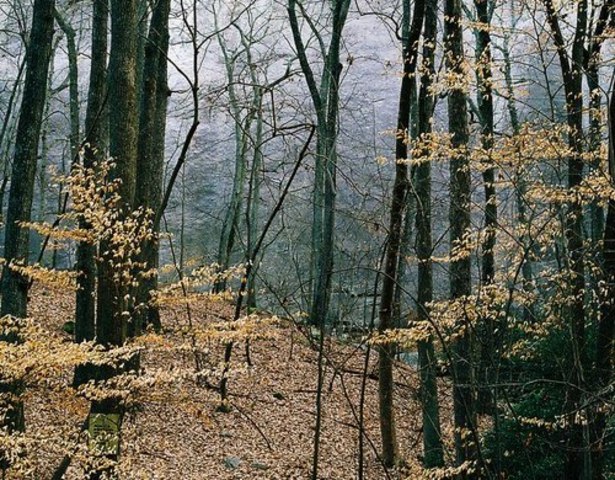 29 октября, в Виннице дождь