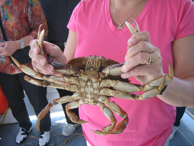 Catching Dungeness Crabs