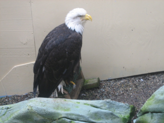 Eagle Viewing in Juneau Alaska