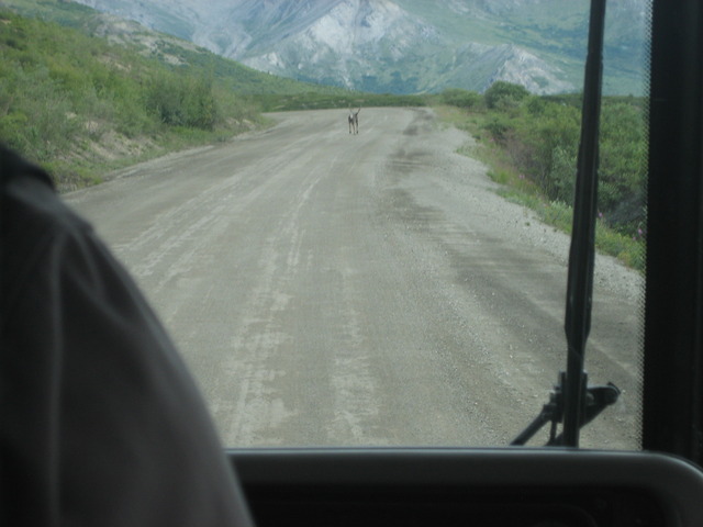 Following Widelife in Denali National Park