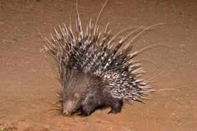 The porcupine