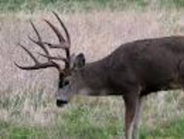 Saw first buck,